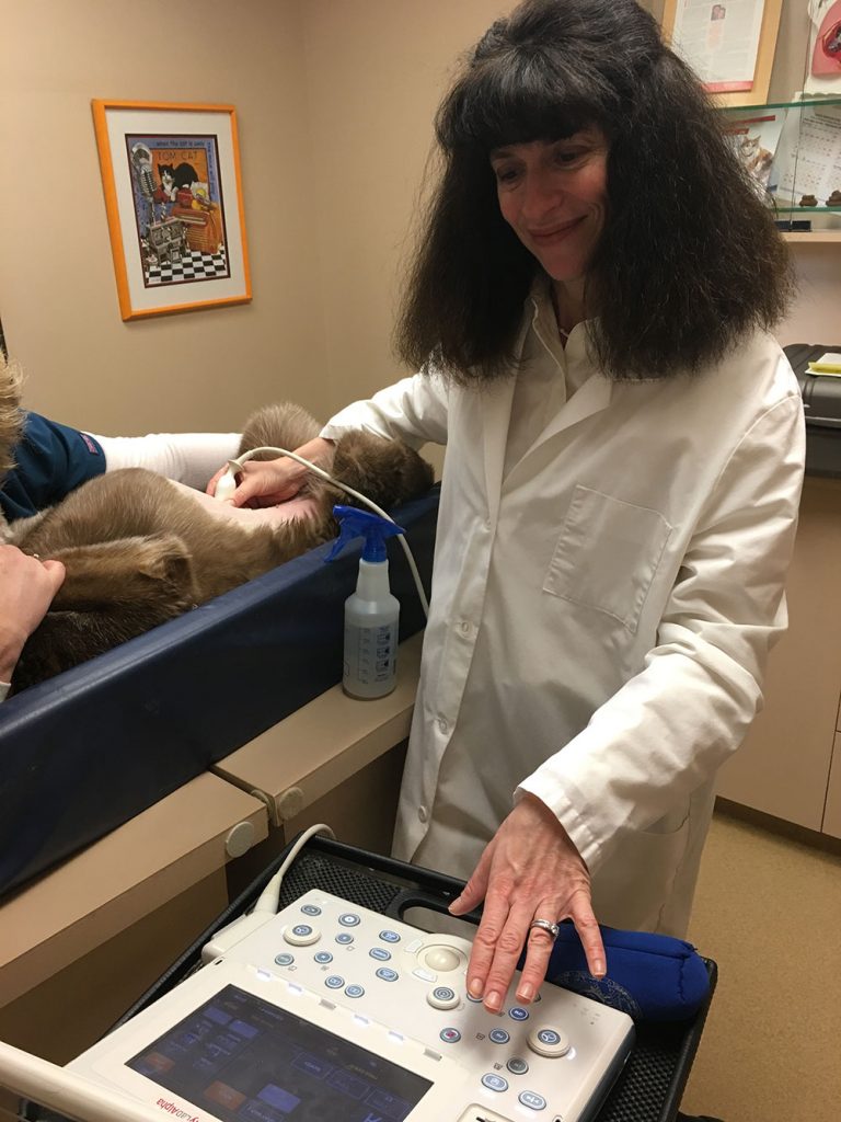 Minnesota Veterinary Ultrasound Mobile Veterinary Ultrasound Services